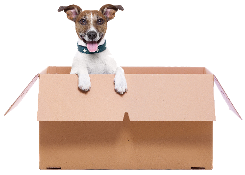 packing dog moving box services service van company sky